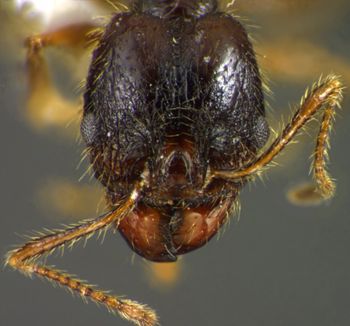 Media type: image;   Entomology 35168 Aspect: head frontal view